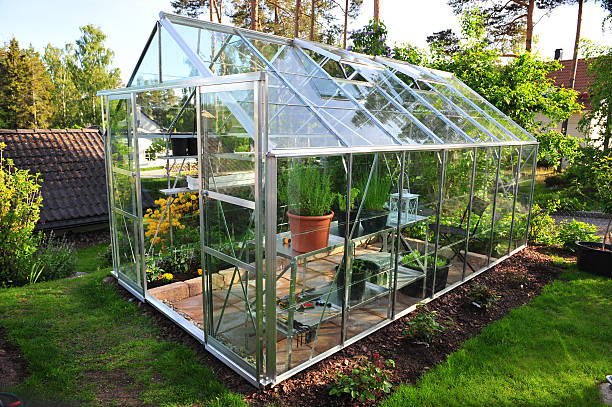 Greenhouse with tomato plants